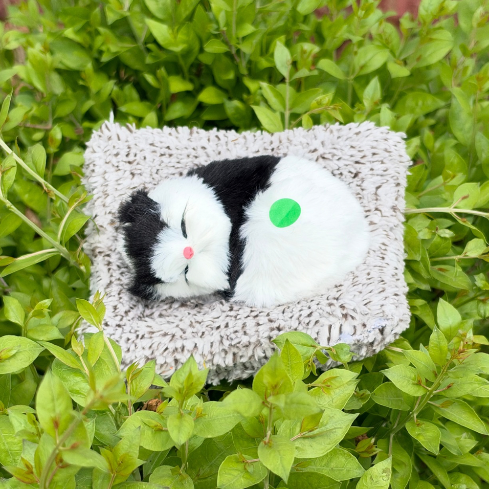Cute Cats - Medium - 6 Colors