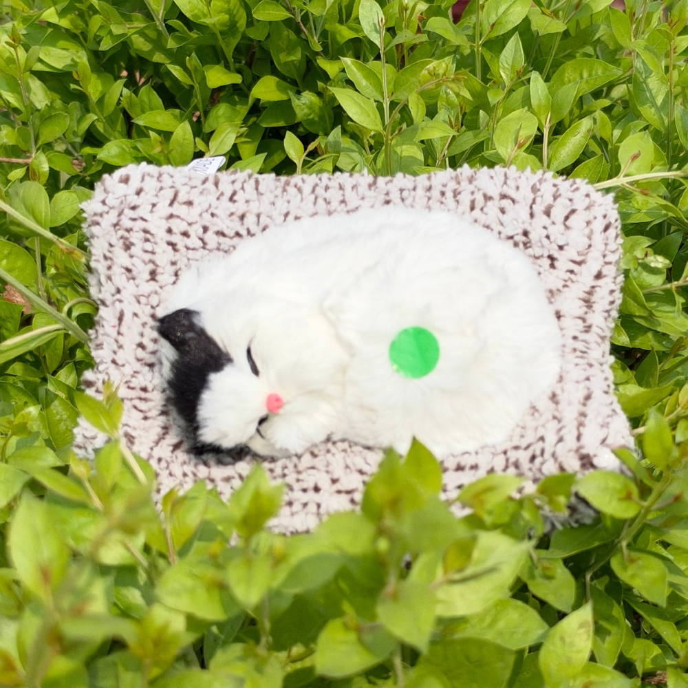 Cute Cats - Medium - 6 Colors