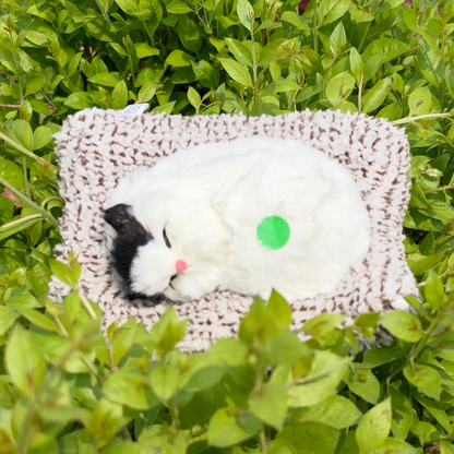 Cute Cats - Medium - 6 Colors