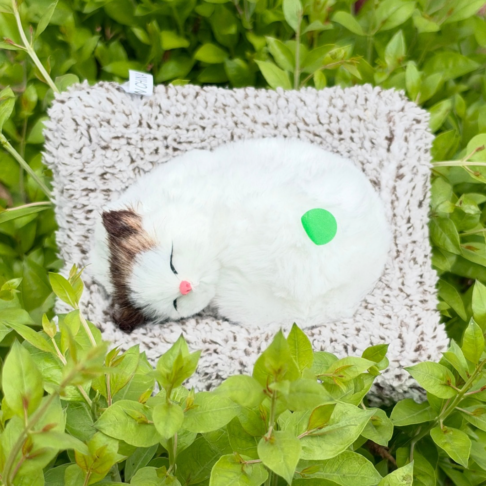 Cute Cats - Medium - 6 Colors