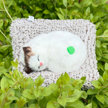 Cute Cats - Medium - 6 Colors