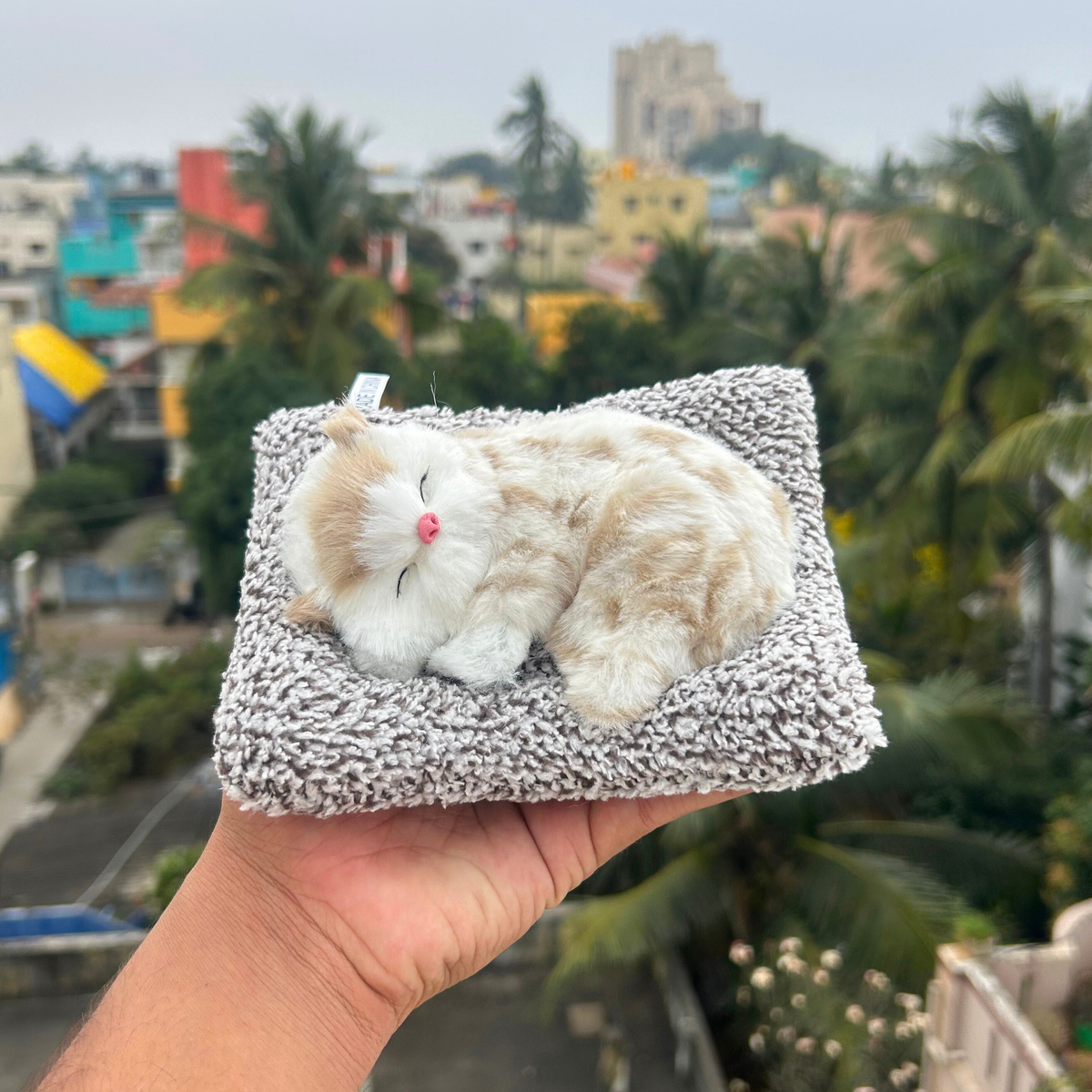 Cute Cats Large – soft cat that meows when pressed (photo 4 of 12)