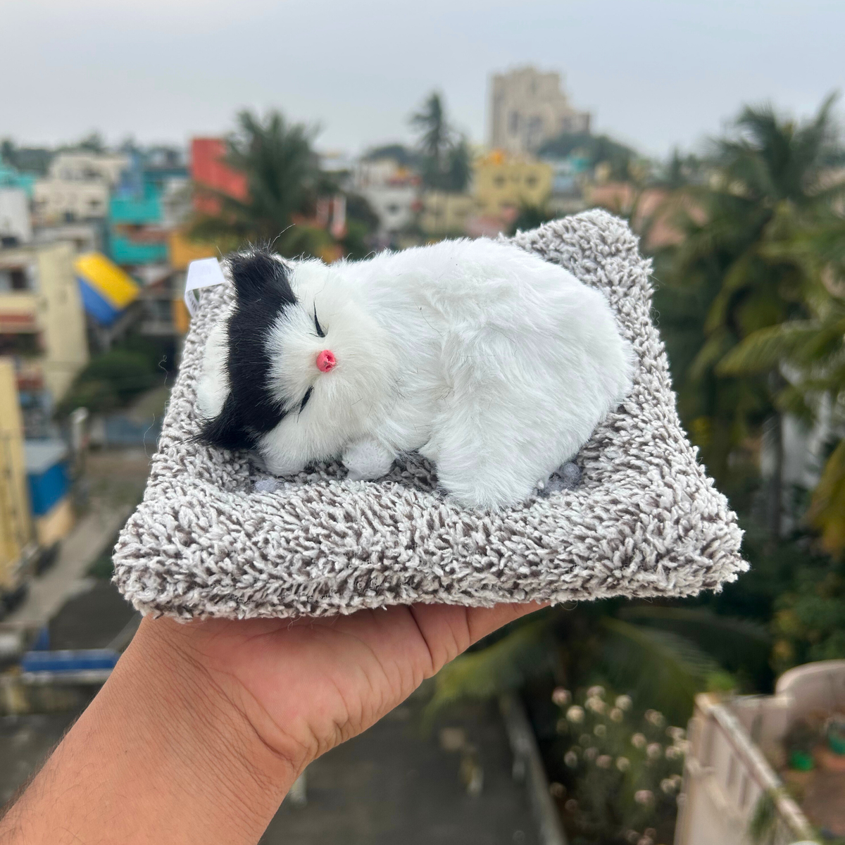 Cute Cats Large – soft cat that meows when pressed (photo 1 of 12)